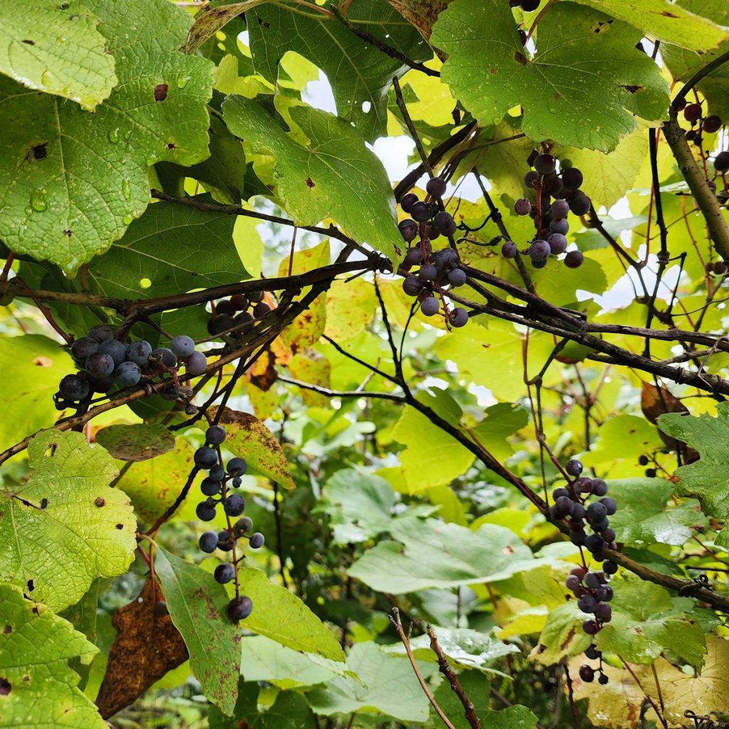 Photo of wild grapes in Indiana Dunes National Park.