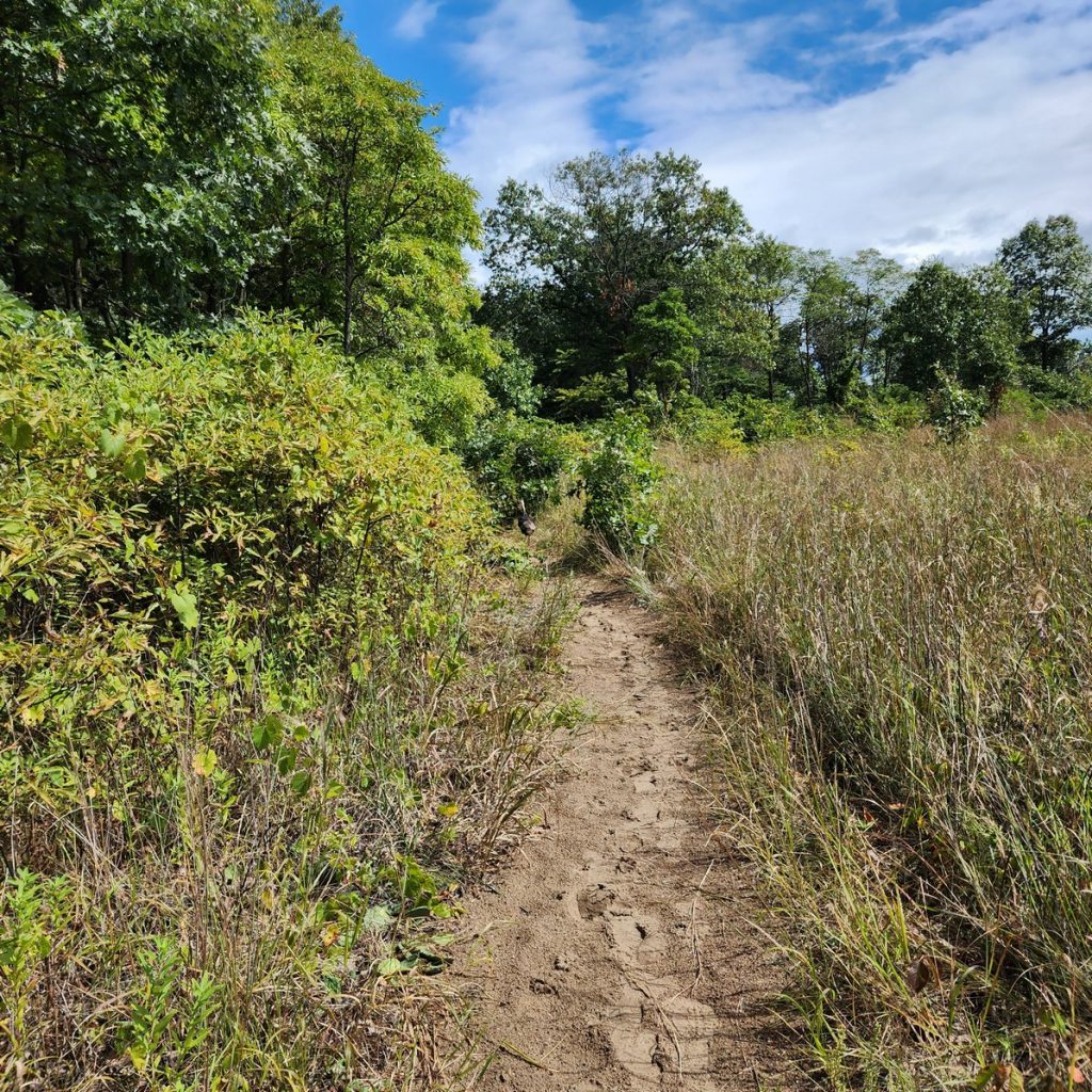 Photo of a trail with a wild turkey running ahead.