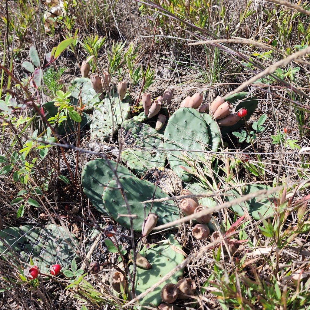Photo of wild cacti.